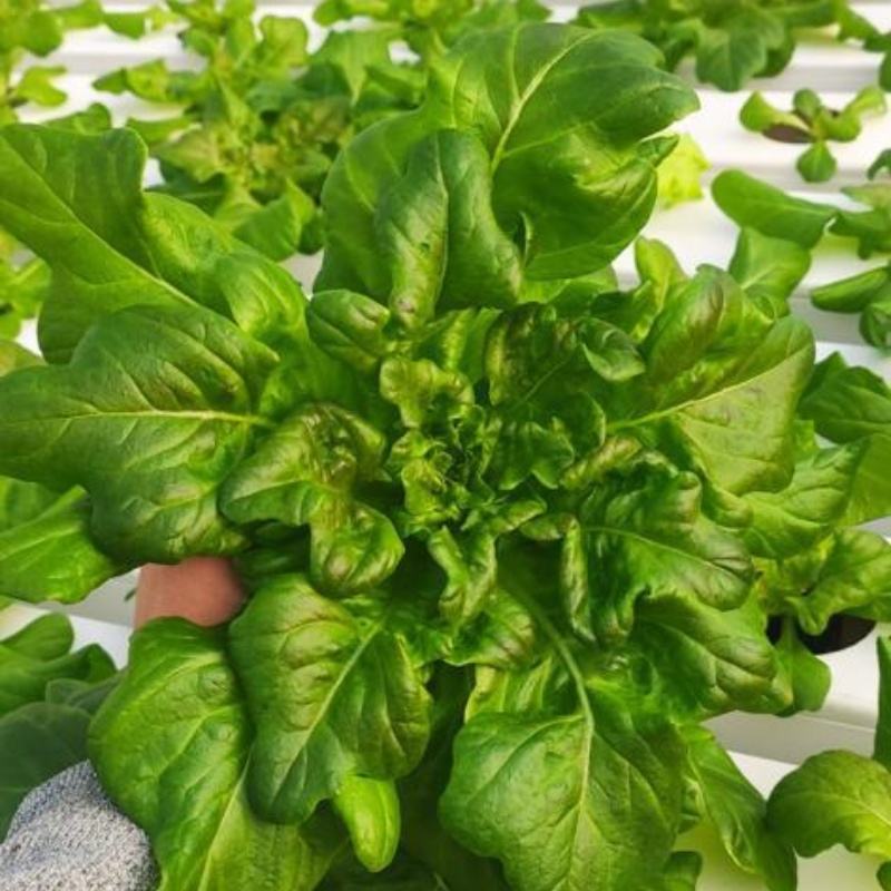 Agriculture Greenhouse Customized Hydroponic NFT Channel Systems with 100x50mm for Larger Root Lettuce Systems