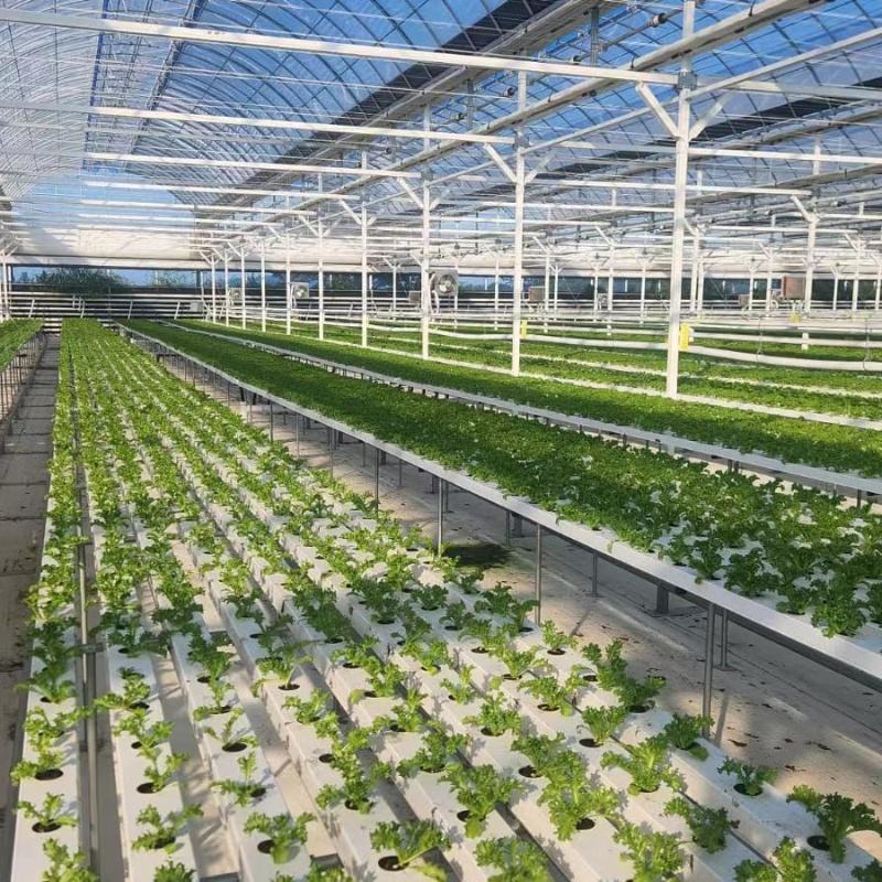 Agriculture Greenhouse Customized Hydroponic NFT Channel Systems with 100x50mm for Larger Root Lettuce Systems
