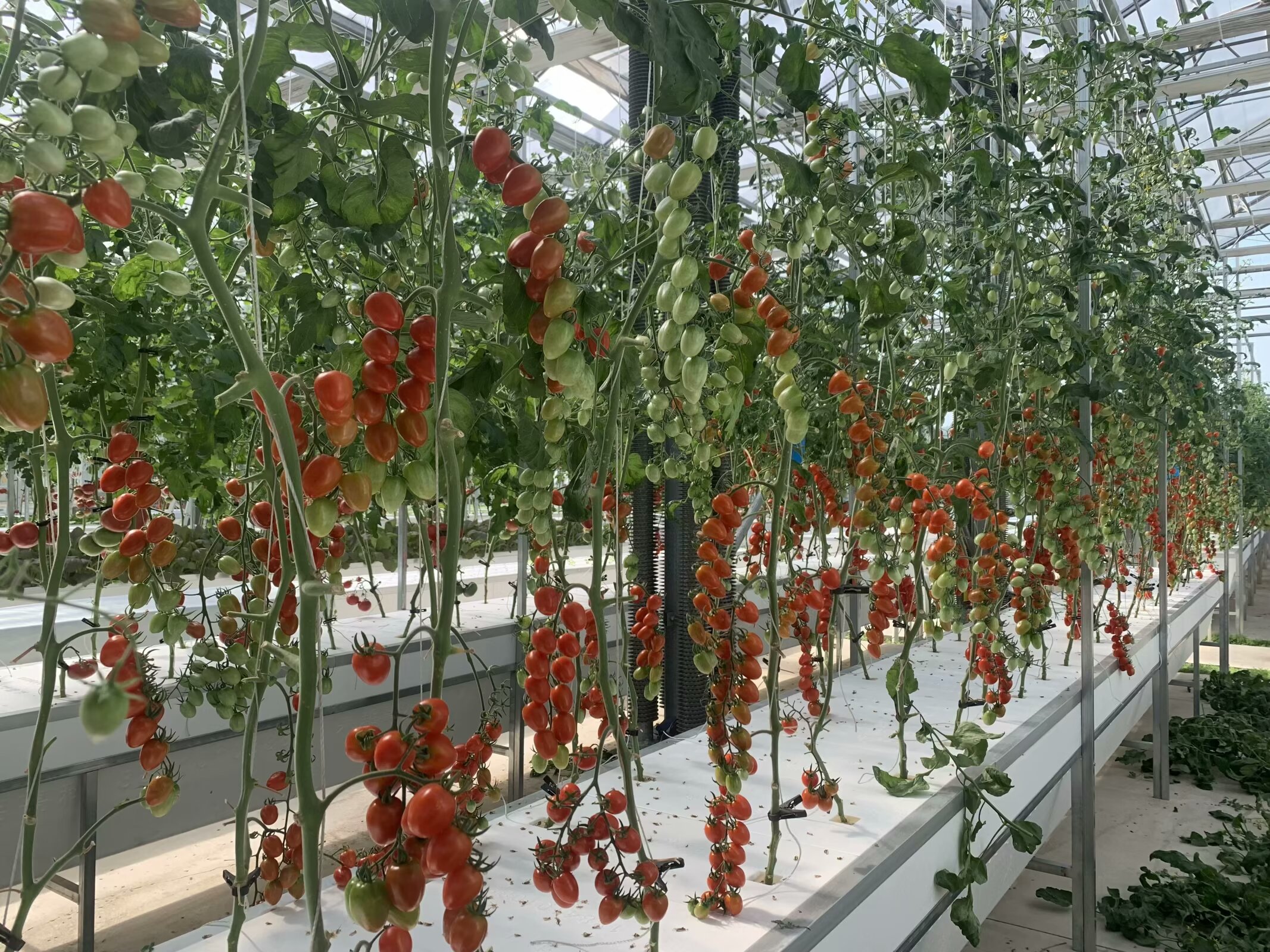 42×29cm Aeroponic Growing Gutter for Greenhouse Farming