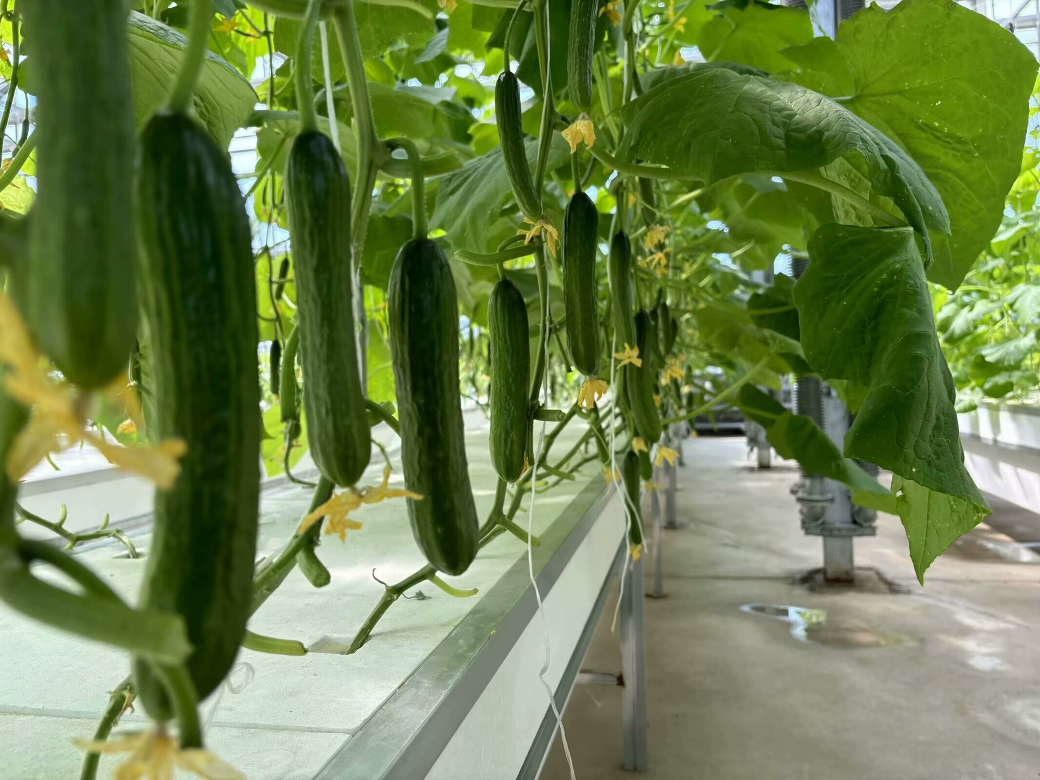 hydroponic