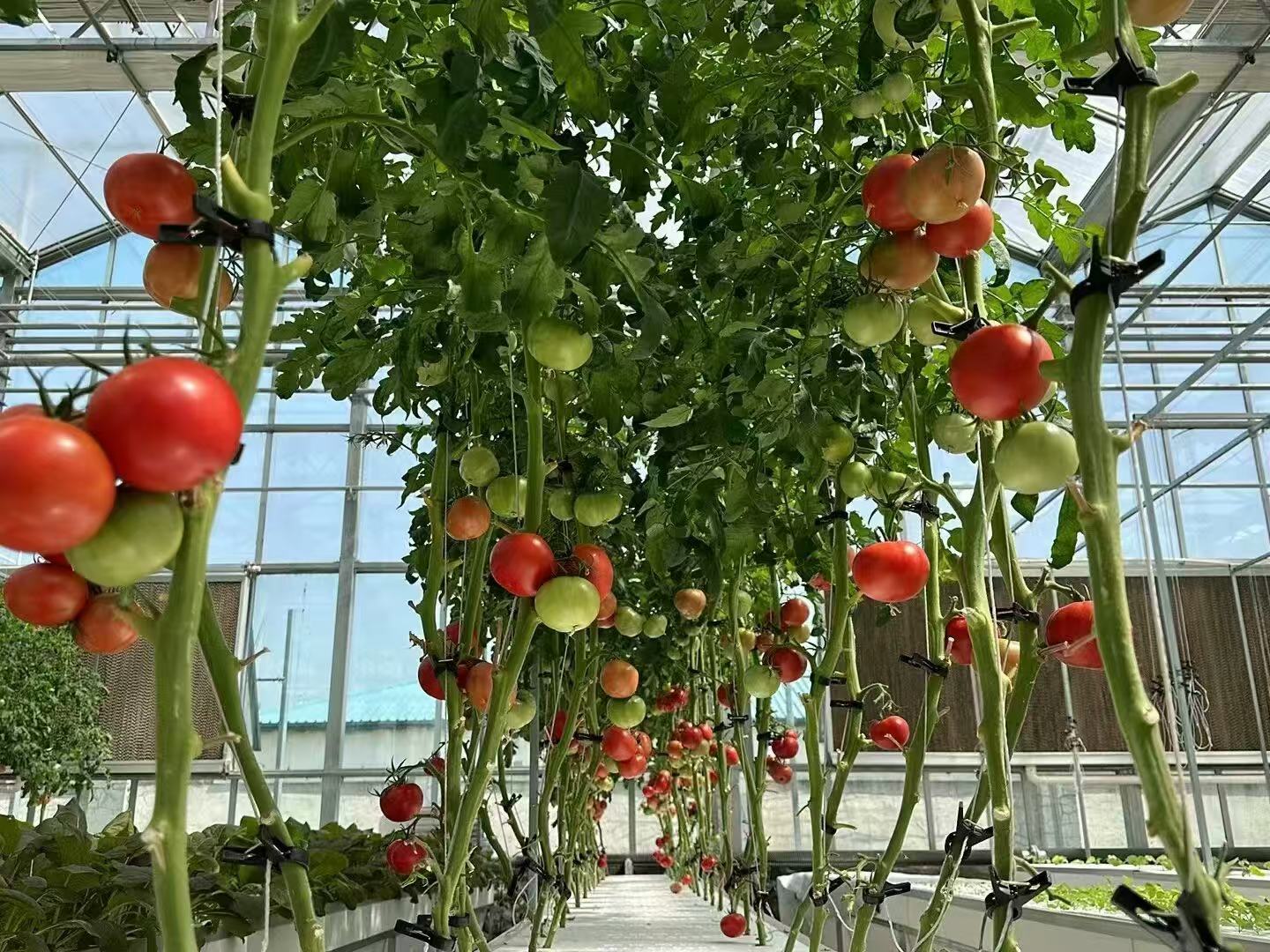 Aeroponic Growing Gutter