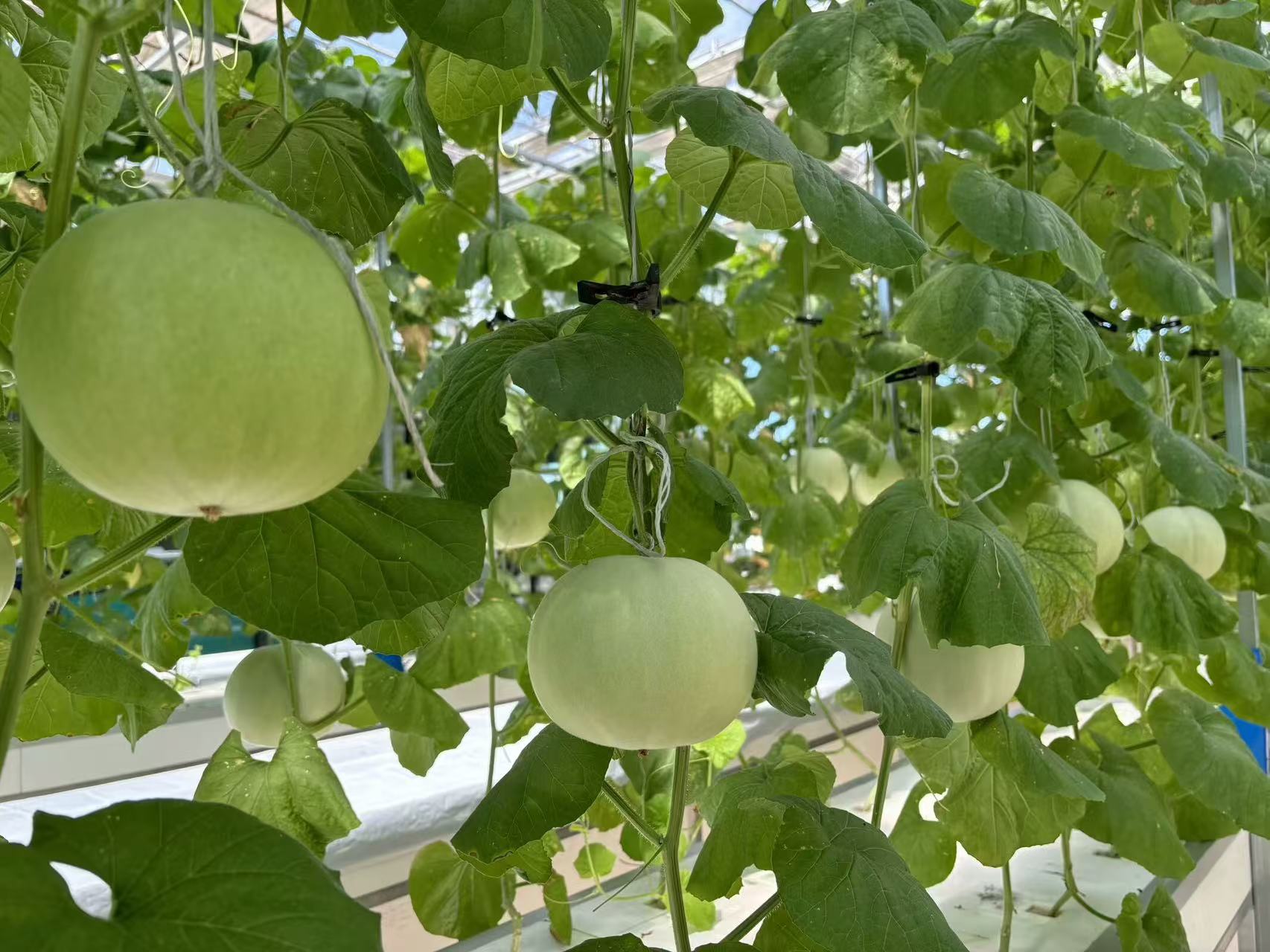 Greenhouse Farming