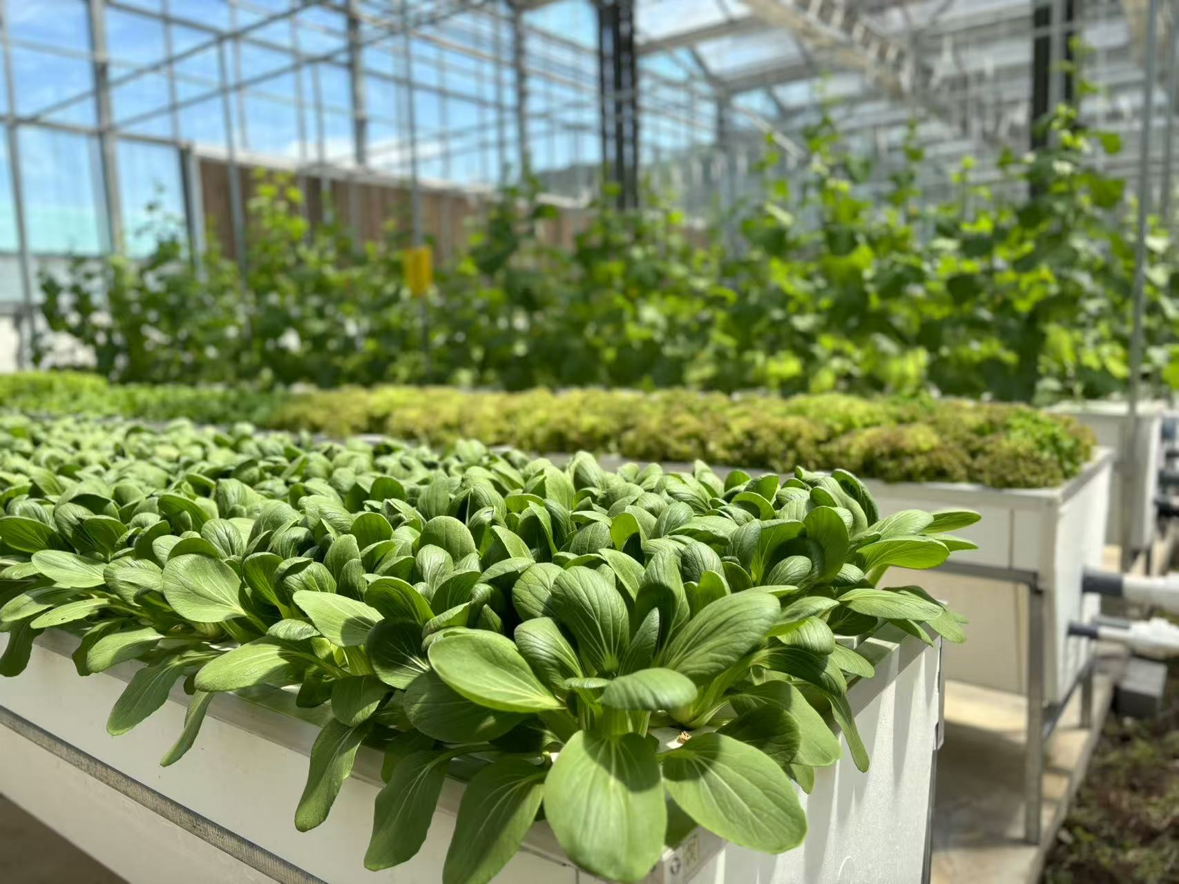 hydroponic