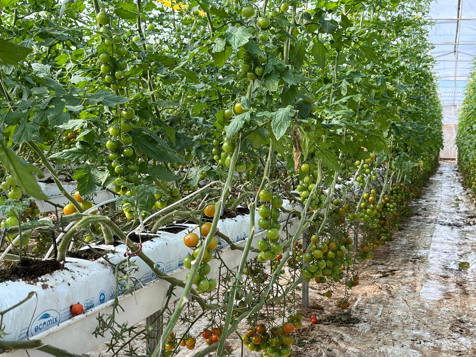 growing system