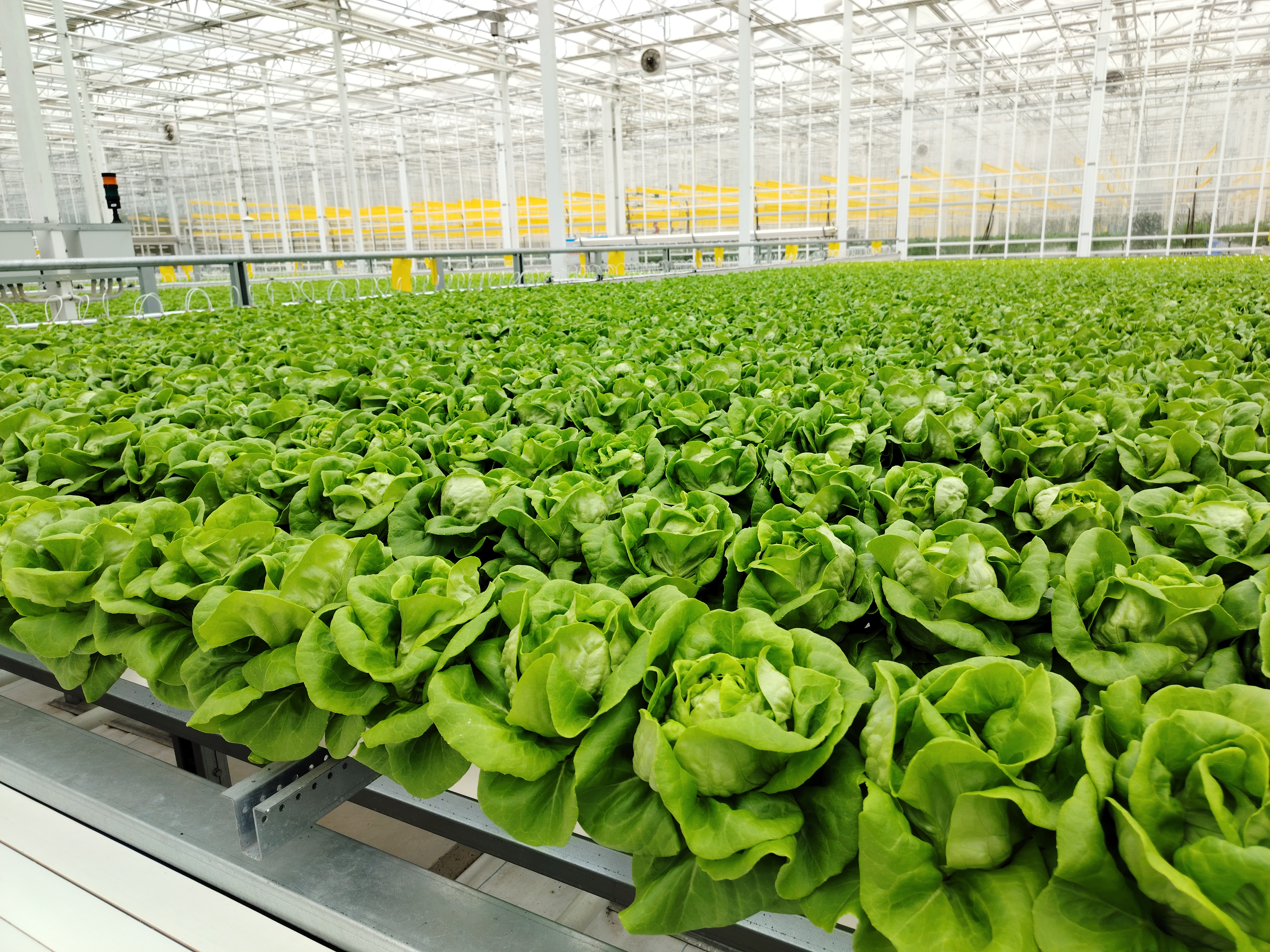 Unopen Lid Design Hydroponic NFT