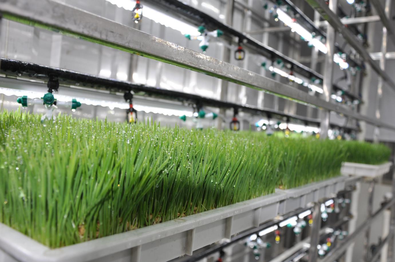 Greenhouse Hydroponic Systems Manufacturer | High-Volume Supply, Commercial-Grade Quality, Custom Design & Proven Yield Boost