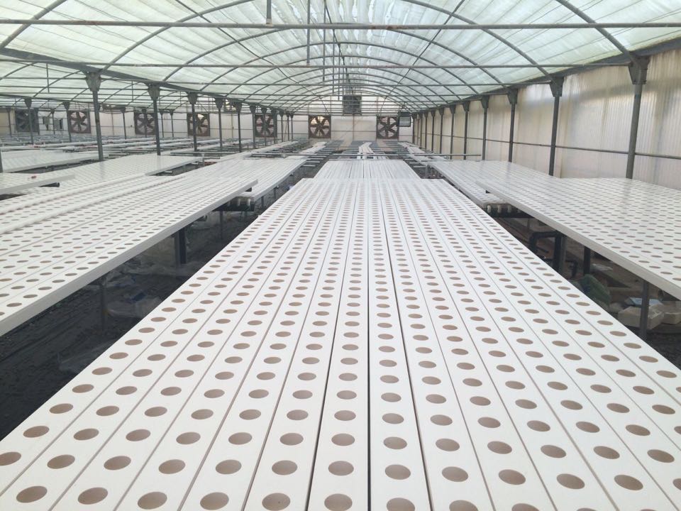 Dutch Bucket Hydro Systems Direct from Factory — 100,000 Units/Month, Food-Grade PP, Custom Drainage for High-Yield Commercial Growing