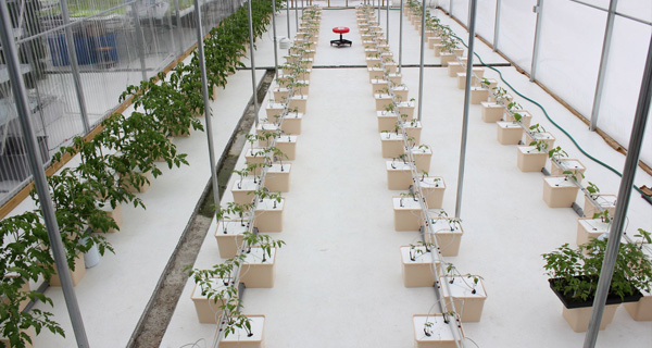 Dutch Bucket Hydroponic Solutions Engineered for Recirculating Irrigation