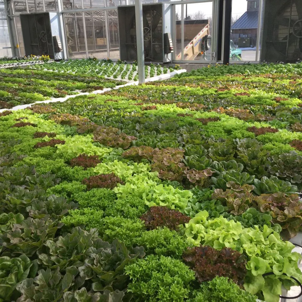 NFT Hydroponic Systems: How They Work and Why They Are Revolutionizing Modern Agriculture