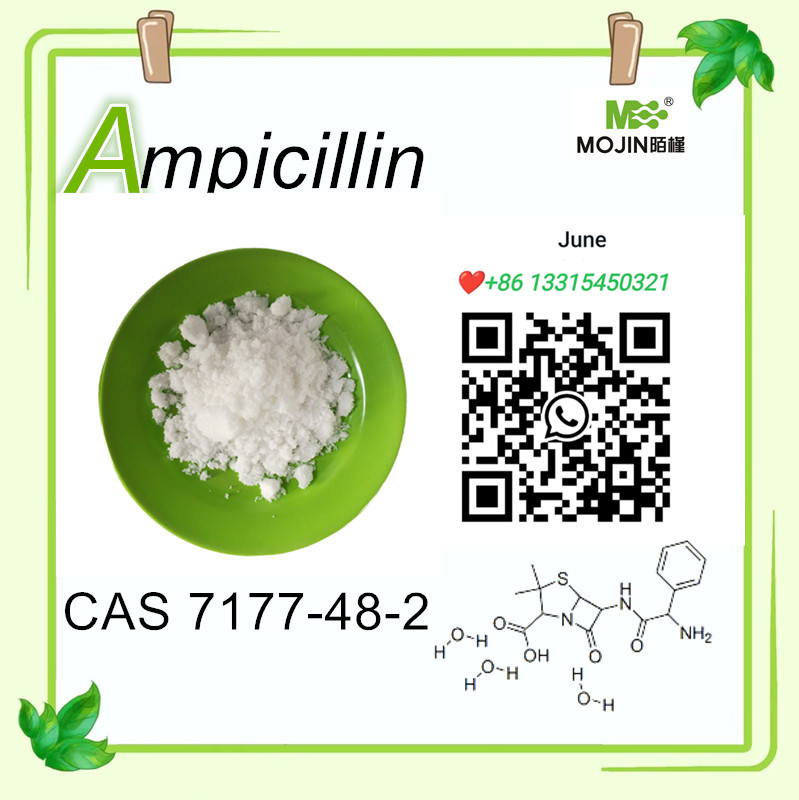 White powder Ampicillin CAS 7177-48-2