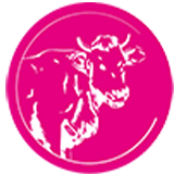 Жвачные животные Жвачные животные