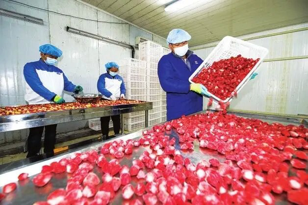 Strawberry cherry cleaning machine