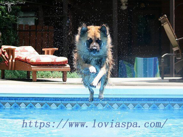 dog from falling into a hot tub