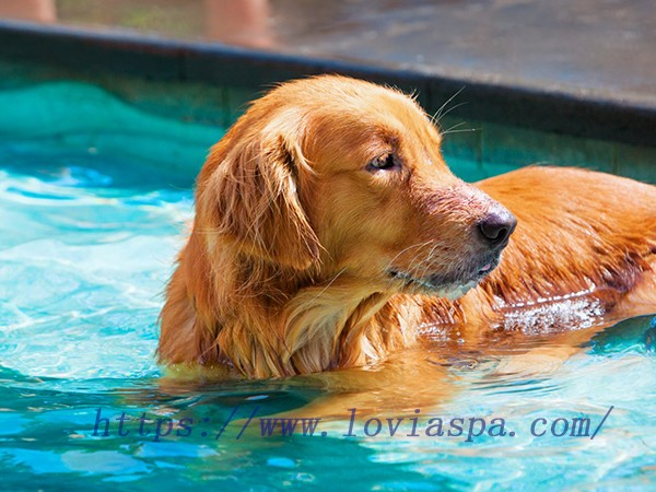 Dogs Go into Hot Tubs