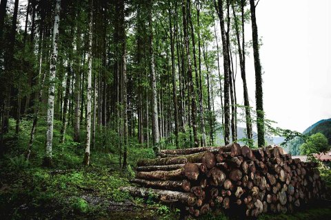 The Environmental Impact of High Frequency Wood Drying Machines