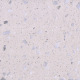 Twilight snow Terrazzo Artificial Polished Beige terrazzo