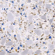 Chanel trắng terrazzo trắng Màu terrazzo đúc sẵn