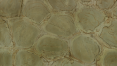 Turtle Grey Quartzite