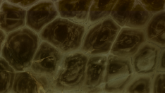 Quartzite vert tortue