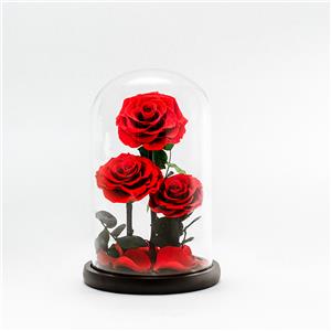 Bellissima rosa rossa eterna a 3 teste in cupola di vetro
