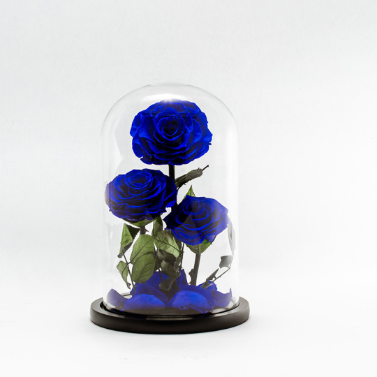 Bellissima rosa blu eterna a 3 teste in cupola di vetro