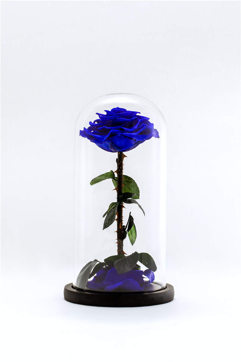 single rose in glass