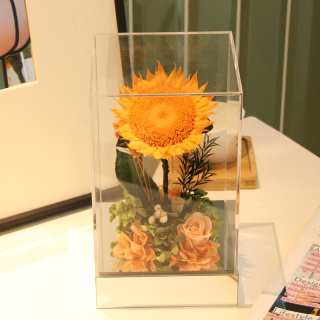 PLUS Girasole stabilizzato in scatola acrilica