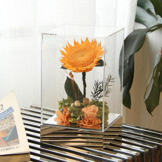 PLUS Girasole stabilizzato in scatola acrilica
