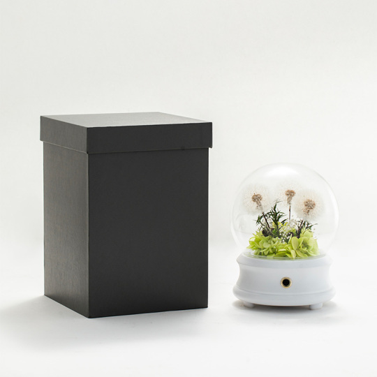 Pembesar Suara Dandelion yang dipelihara