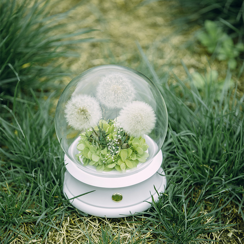 speaker preserved dandelion