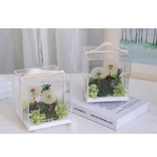 Dandelion Terpelihara Dalam Kotak Mudah Alih