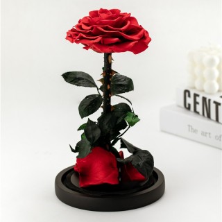 Rosa rossa singola stabilizzata speciale in vetro