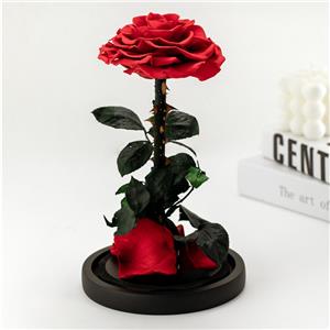 Rosa rossa singola stabilizzata speciale in vetro