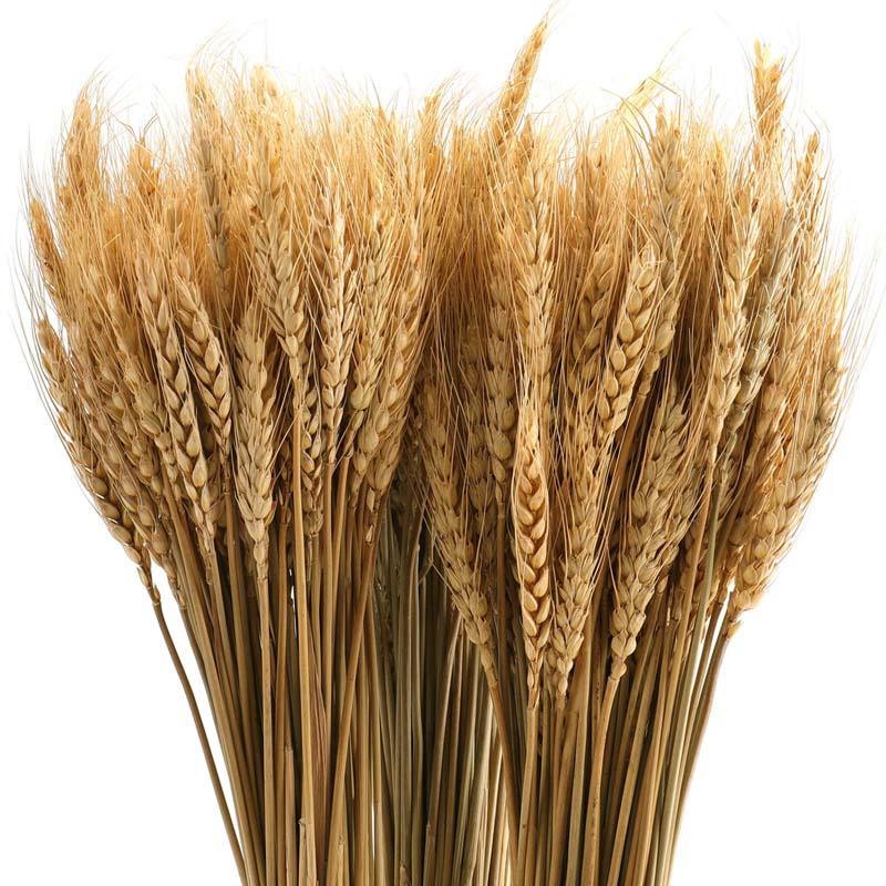 dried wheat stalk