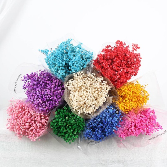 Materiale Babysbreath conservato