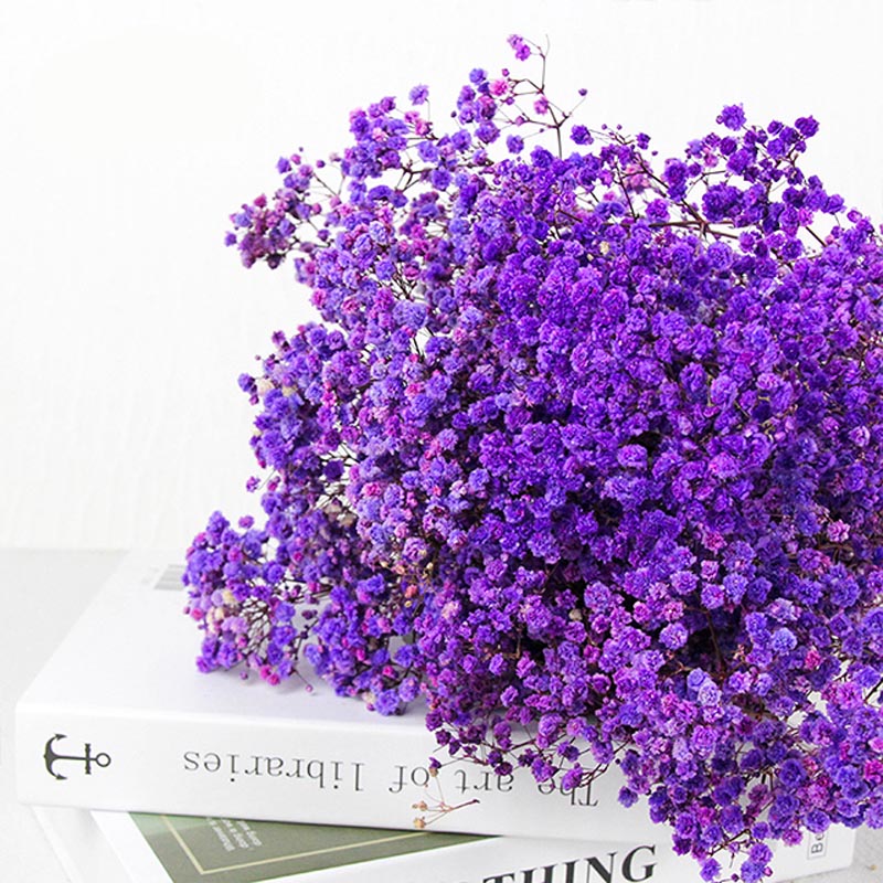 dried babysbreath flower