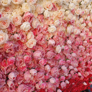 Muro di fiori di colore sfumato
