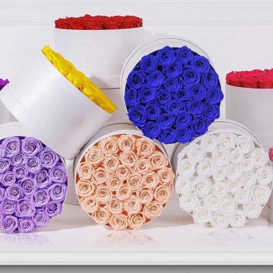 Mawar Terpelihara Dalam Kotak Hadiah Pekeliling