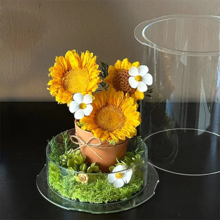 Girasole Conservato In Scatola Acrilica