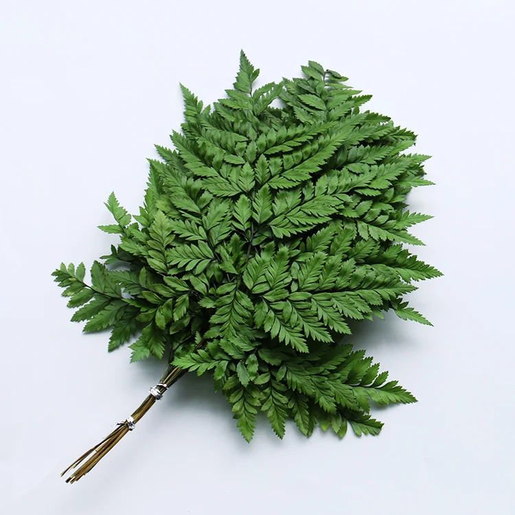 dried fern leaf