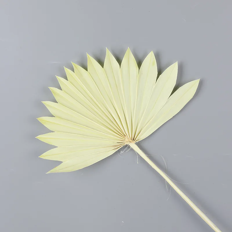 dried palm leaf