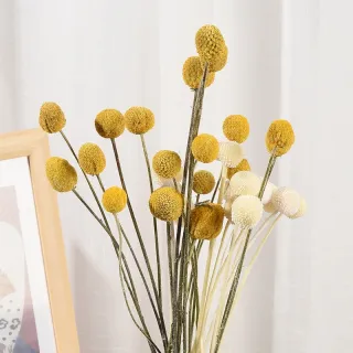 Fiore dorato secco variopinto della palla