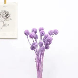 Fiore dorato secco variopinto della palla