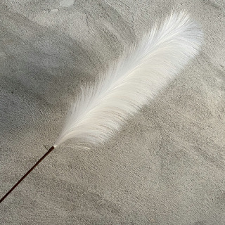 Décoration intérieure d’herbe de pampa séchée naturelle