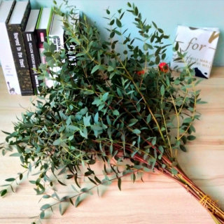 Mazzo di foglie verdi di eucalipto essiccato