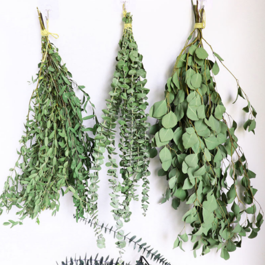 असली सूखे नीलगिरी के हरे पत्तों का गुच्छा