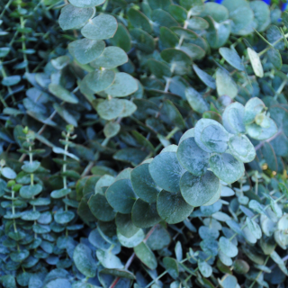 Mazzo di foglie verdi di eucalipto essiccato