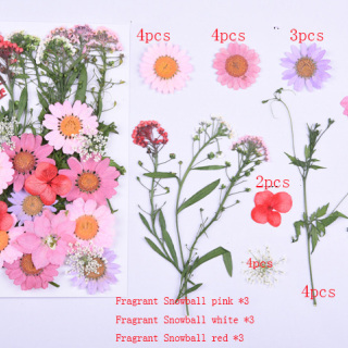 Fiori pressati di alta qualità, fiori secchi