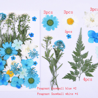 Fiori pressati di alta qualità, fiori secchi