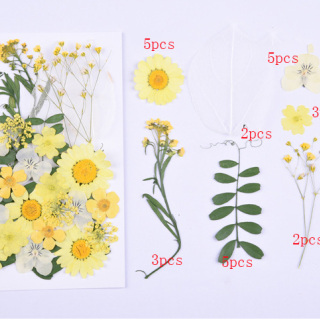 Fiori pressati di alta qualità, fiori secchi